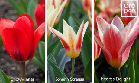 Разновидности и сорта тюльпанов